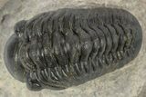 Detailed Reedops Trilobite - Aatchana, Morocco #243883-2